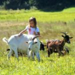 Agroturystyka z kozami